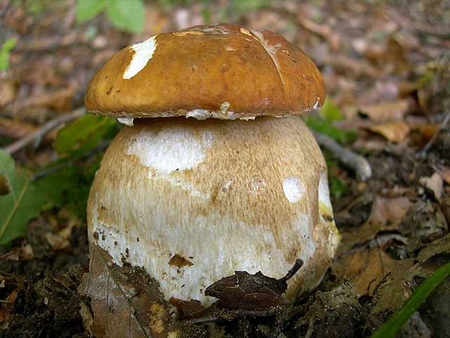 Le  meraviglie della foresta